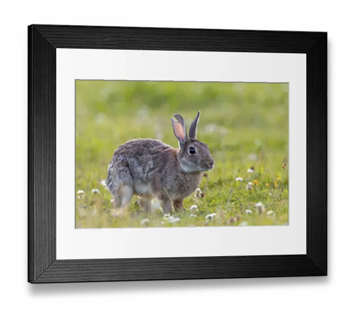 Framed Print : A large tear in the ear suggests that serious fights can occur between wild rabbits (Oryctolagus cuniculus)