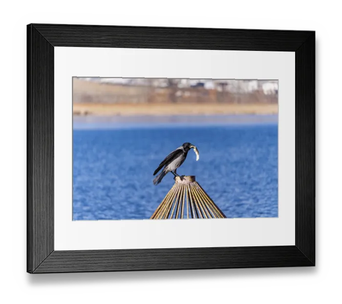 Framed Print : A crow stands on a wooden post Framed Print : A crow stands on a wooden post