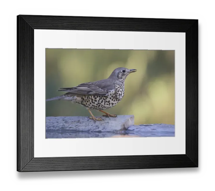 Framed Print : A brown-feathered mistle thrush