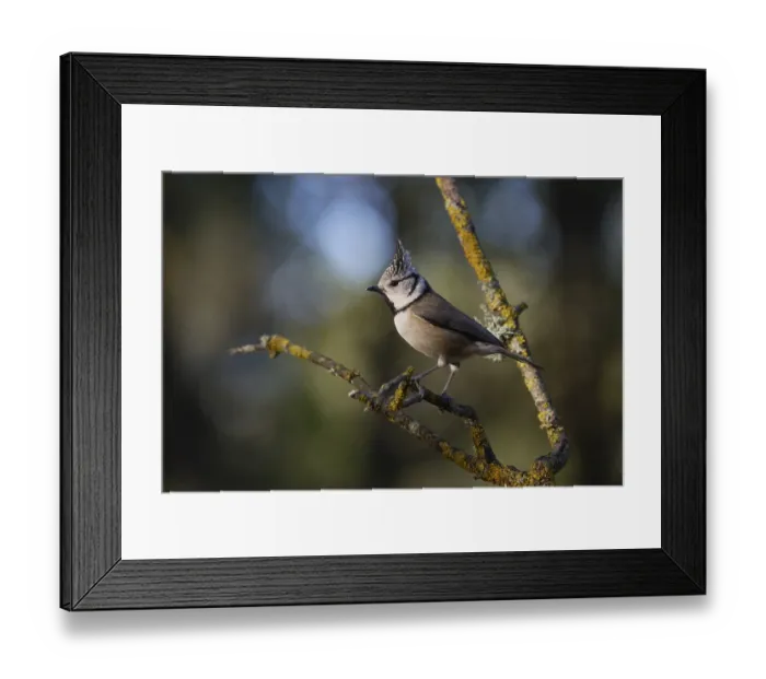 Framed Print : A crested tit bird, Lophophanes cristatus Framed Print : A crested tit bird, Lophophanes cristatus