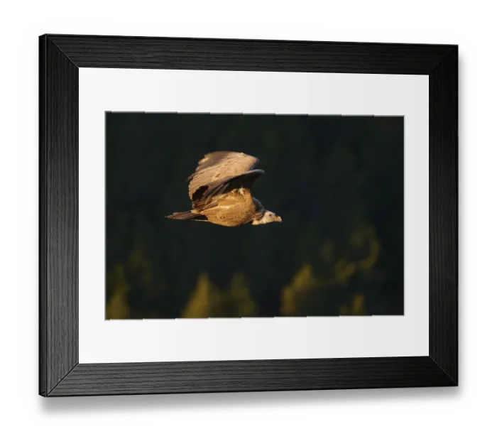 Framed Print : A griffon vulture gliding gracefully over a forested area Framed Print : A griffon vulture gliding gracefully over a forested area