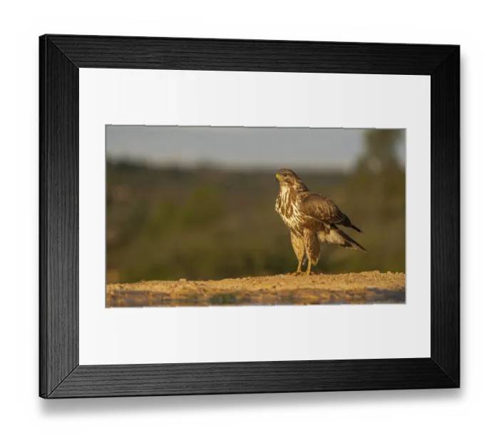 Framed Print : A captivating image of a hawk standing solemnly on the ground