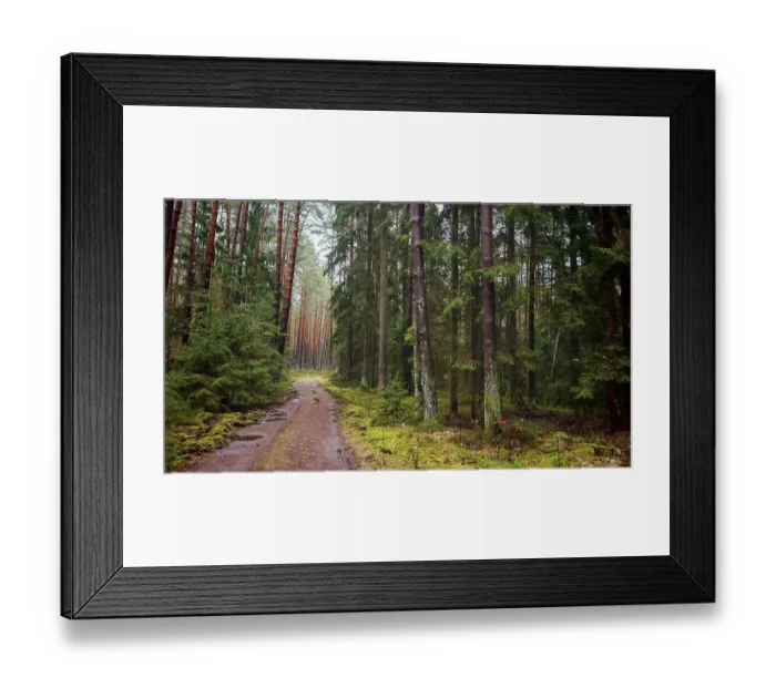 Framed Print : A narrow path leads through a dense pine forest (pinus)