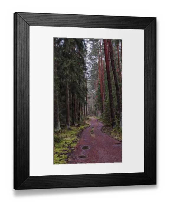 Framed Print : A winding path meanders through a pine forest (pinus) Framed Print : A winding path meanders through a pine forest (pinus)