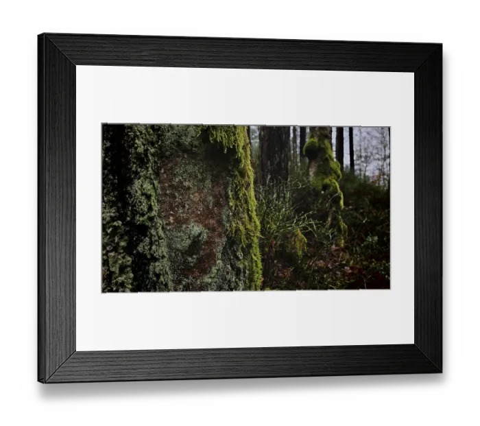 Framed Print : A moss-covered (Bryophyta) tree trunk in front of a dense