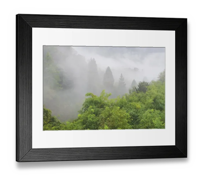 Framed Print : A tranquil mountain forest covered in a soft layer of mist