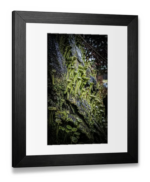 Framed Print : Dense structures of moss and trumpet lichen (cladonia fimbriata) in detail cover a tree trunk in a damp forest area