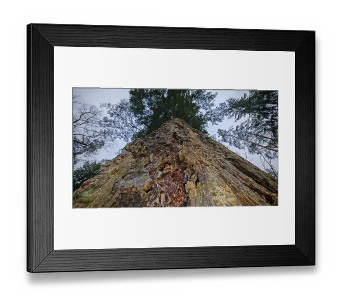 Framed Print : Large pine tree (pinus) from a frog's perspective with a view into the treetop