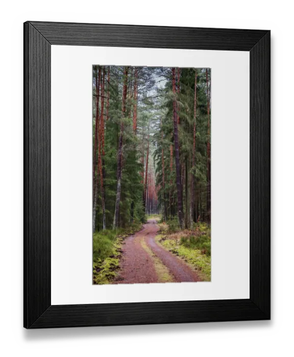 Framed Print : A narrow forest path, flanked by tall pines (pinus)
