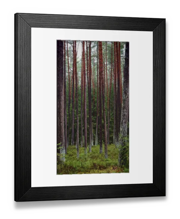Framed Print : Dense cluster of straight pines (pinus) in the forest