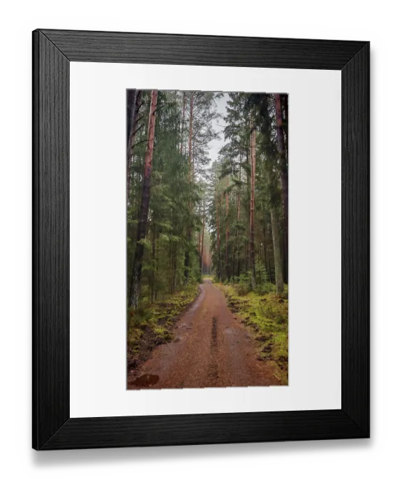 Framed Print : A straight forest path surrounded by tall pines (pinus) leads through a quiet