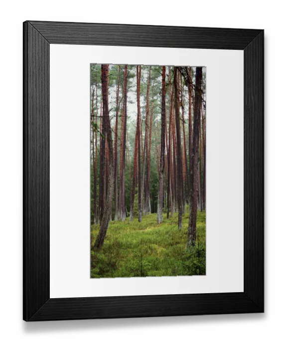 Framed Print : Towering pines (pinus) in the forest Framed Print : Towering pines (pinus) in the forest