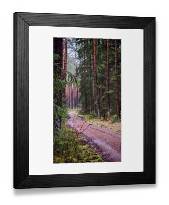 Framed Print : A quiet, damp forest path lined with tall pines (pinus)