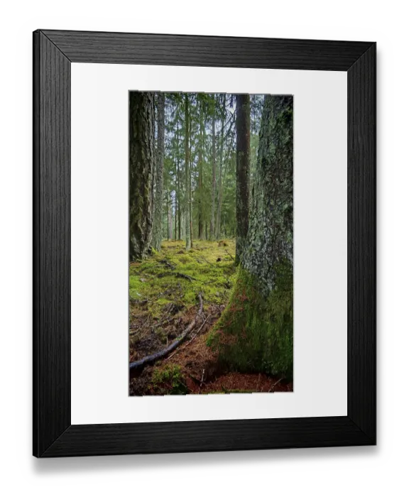 Framed Print : Moss-covered (bryophyta) tree trunks in a dense forest area