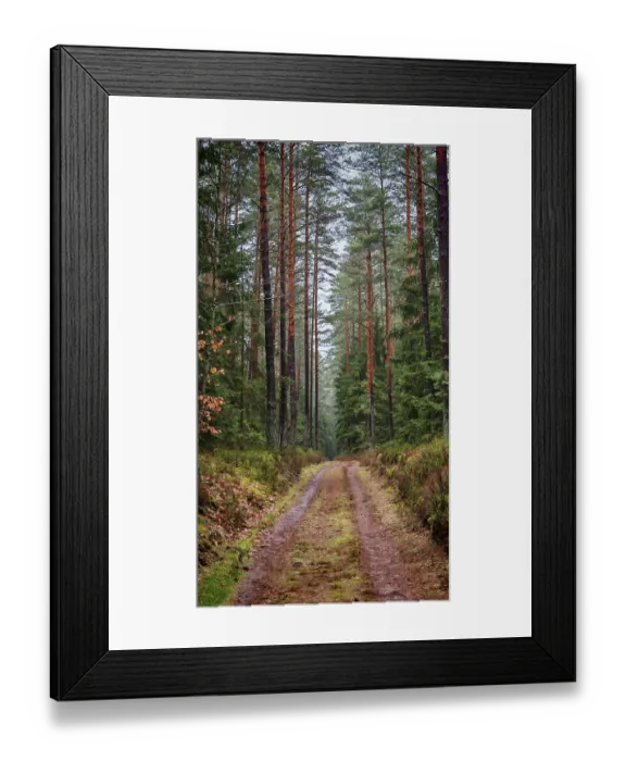 Framed Print : A quiet, tree-lined forest trail through the forest