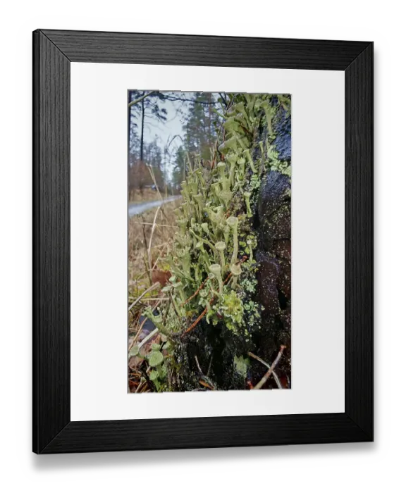 Framed Print : Moist trumpet lichen (cladonia fimbriata) on a tree trunk along a forest path Framed Print : Moist trumpet lichen (cladonia fimbriata) on a tree trunk along a forest path