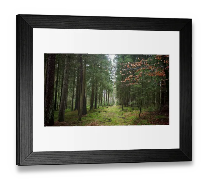 Framed Print : Green forest trail framed by tall trees Framed Print : Green forest trail framed by tall trees