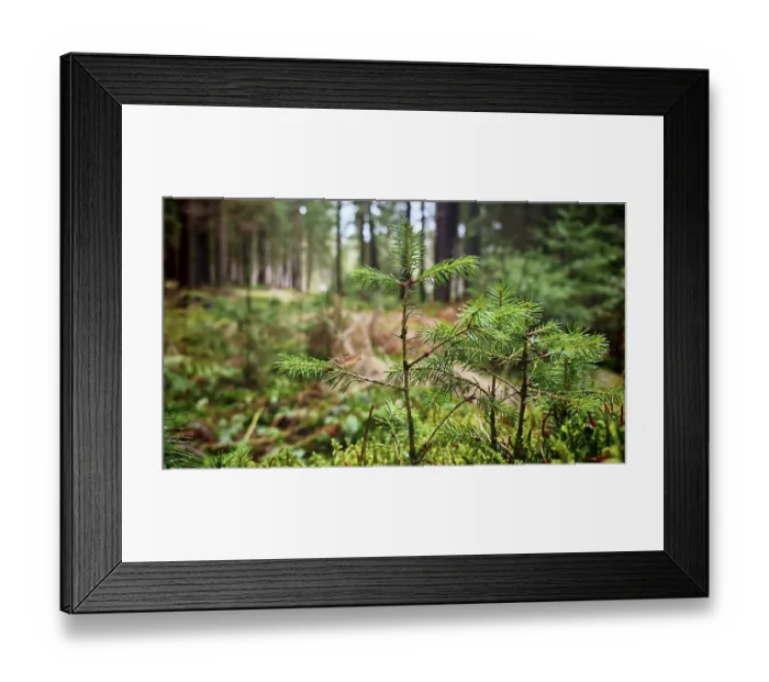Framed Print : Close-up of a small conifer tree in the middle of a dense forest