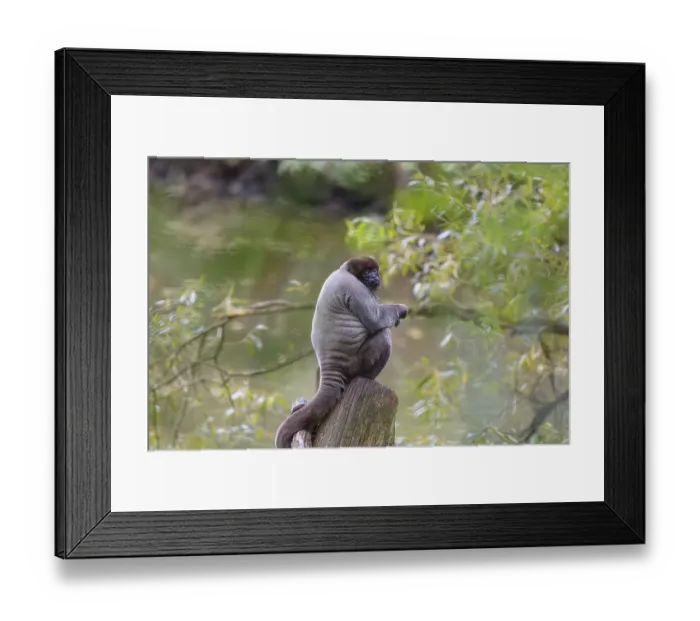 Framed Print : A brown woolly monkey (Lagothrix lagothricha) sits in a tree
