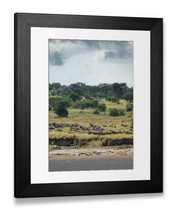 Framed Print : Wildebeest (Connochaetes taurinus) Framed Print : Wildebeest (Connochaetes taurinus)