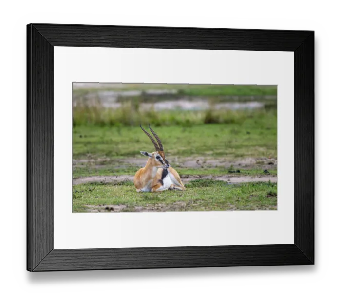 Framed Print : Serengeti Thomson's Gazelle (Eudorcas nasalis) sitting