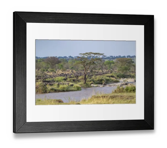 Framed Print : Wildebeest (Connochaetes taurinus)