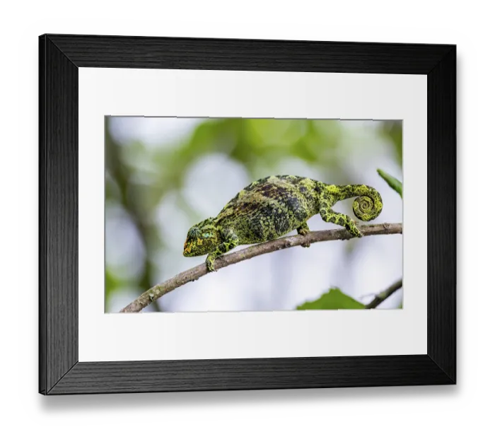 Framed Print : Three-horned chameleon (Trioceros jacksonii)