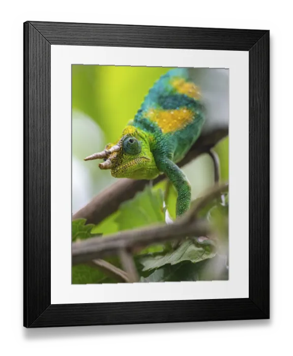 Framed Print : Three-horned chameleon (Trioceros jacksonii) Framed Print : Three-horned chameleon (Trioceros jacksonii)