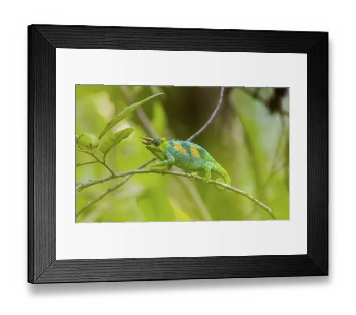 Framed Print : Three-horned chameleon (Trioceros jacksonii) Framed Print : Three-horned chameleon (Trioceros jacksonii)