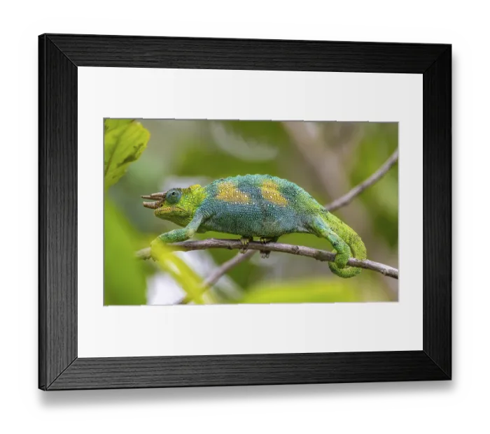 Framed Print : Three-horned chameleon (Trioceros jacksonii) Framed Print : Three-horned chameleon (Trioceros jacksonii)