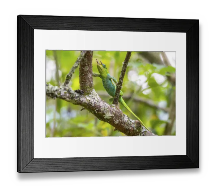 Framed Print : Three-horned chameleon (Trioceros jacksonii)