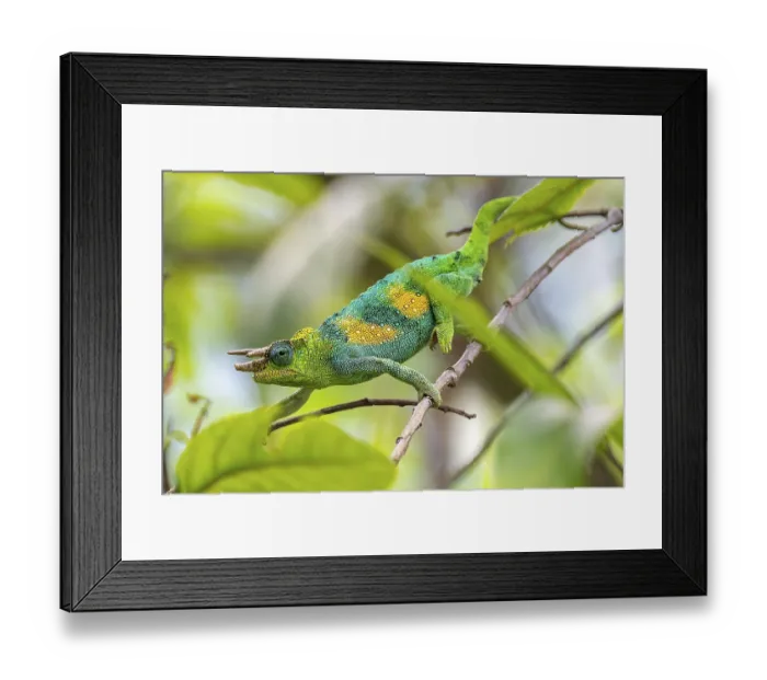 Framed Print : Three-horned chameleon (Trioceros jacksonii) Framed Print : Three-horned chameleon (Trioceros jacksonii)
