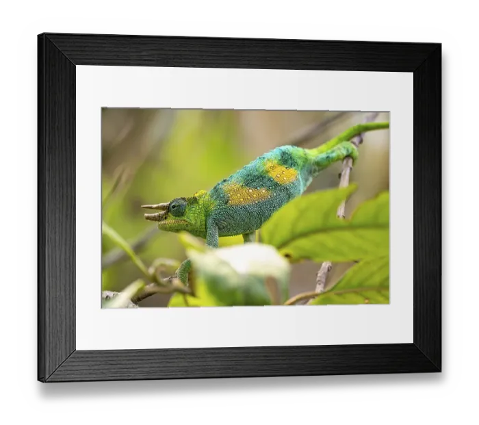 Framed Print : Three-horned chameleon (Trioceros jacksonii)