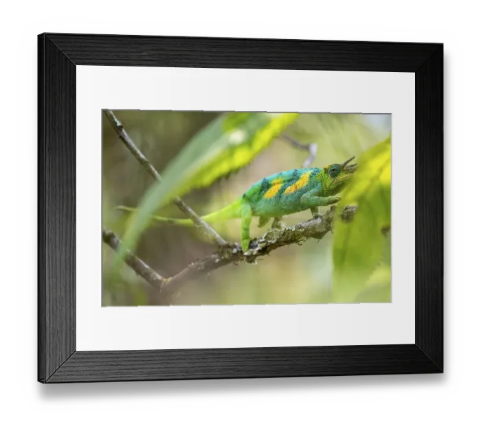 Framed Print : Three-horned chameleon (Trioceros jacksonii)