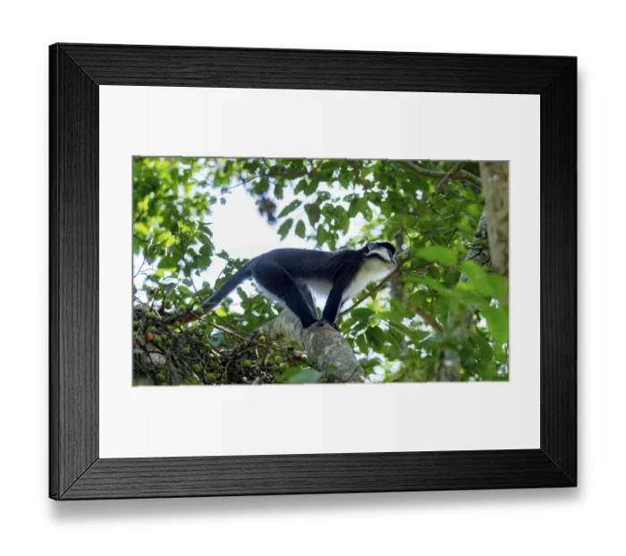 Framed Print : Red-tailed guenon or Congo white-nosed guenon (Cercopithecus ascanius schmidti) Framed Print : Red-tailed guenon or Congo white-nosed guenon (Cercopithecus ascanius schmidti)