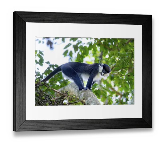 Framed Print : Red-tailed guenon or Congo white-nosed guenon (Cercopithecus ascanius schmidti)
