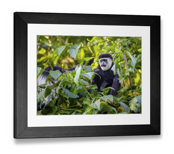Framed Print : West African guereza or mantelaffe (Colobus guereza occidentalis) eating leaves
