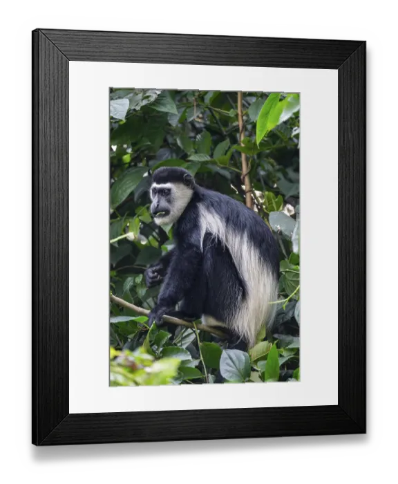 Framed Print : West African guereza or mantelaffe (Colobus guereza occidentalis) eating leaves Framed Print : West African guereza or mantelaffe (Colobus guereza occidentalis) eating leaves