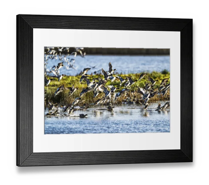 Framed Print : Eurasian Wigeon, Mareca penelope
