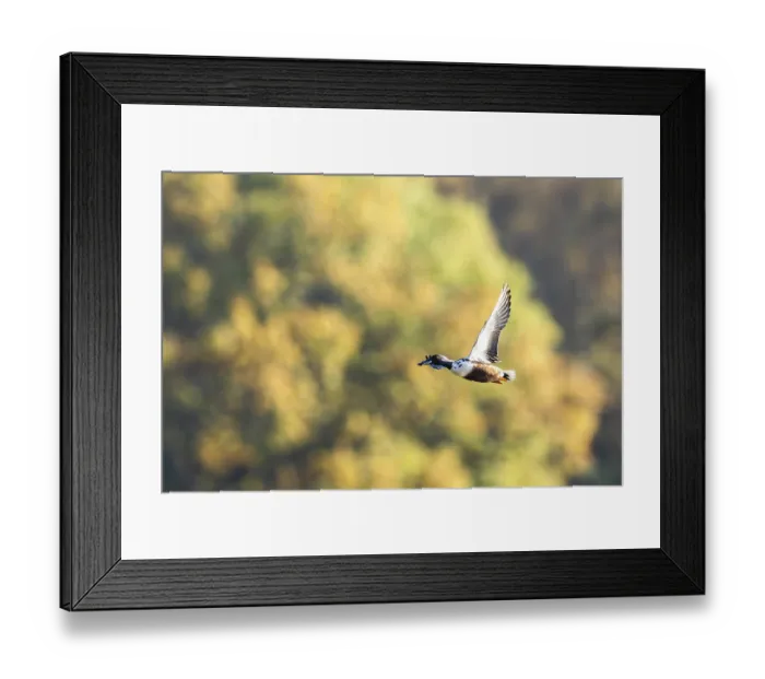 Framed Print : Northern Shoveler, Spatula clypeata Framed Print : Northern Shoveler, Spatula clypeata