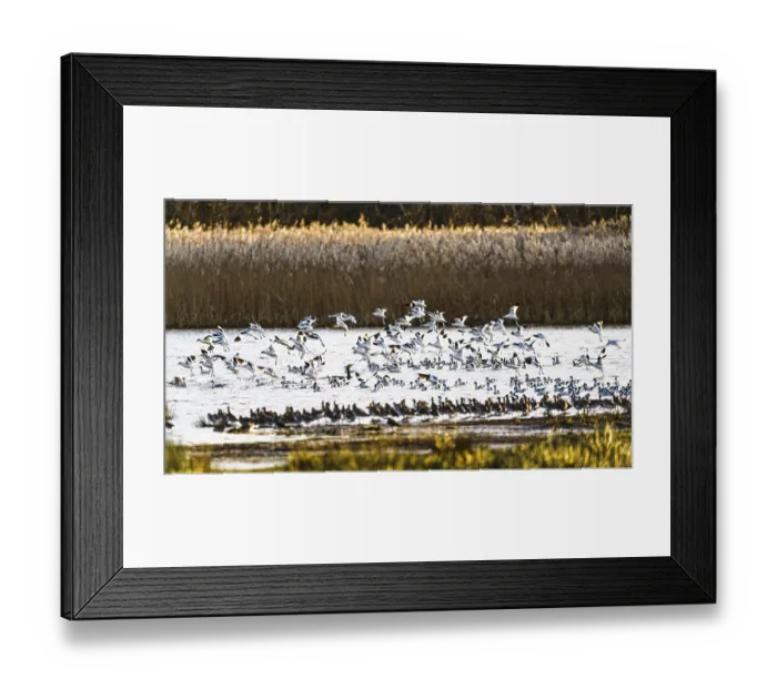 Framed Print : Pied Avocet, Recurvirostra avosetta Framed Print : Pied Avocet, Recurvirostra avosetta