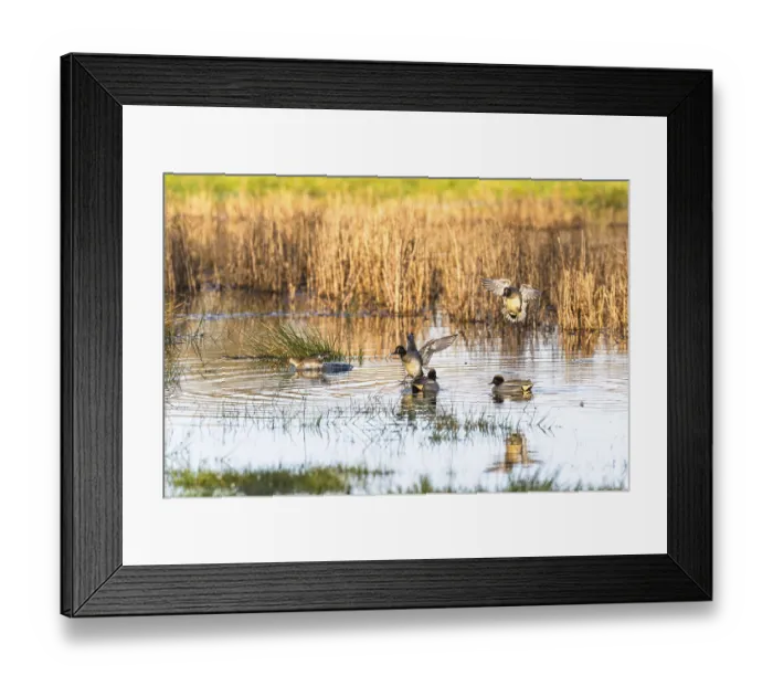 Framed Print : Eurasian Teal, Anas crecca, birds in flight over marshes Framed Print : Eurasian Teal, Anas crecca, birds in flight over marshes