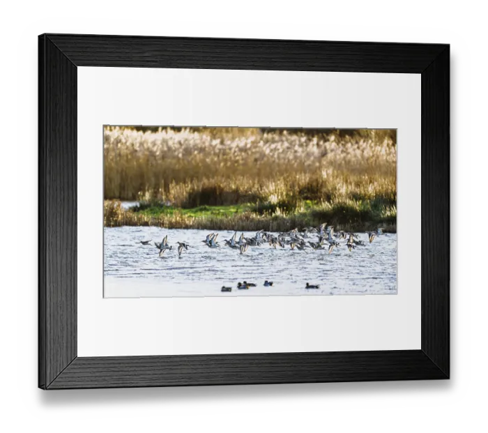 Framed Print : Black-tailed Godwits, Limosa limosa Framed Print : Black-tailed Godwits, Limosa limosa