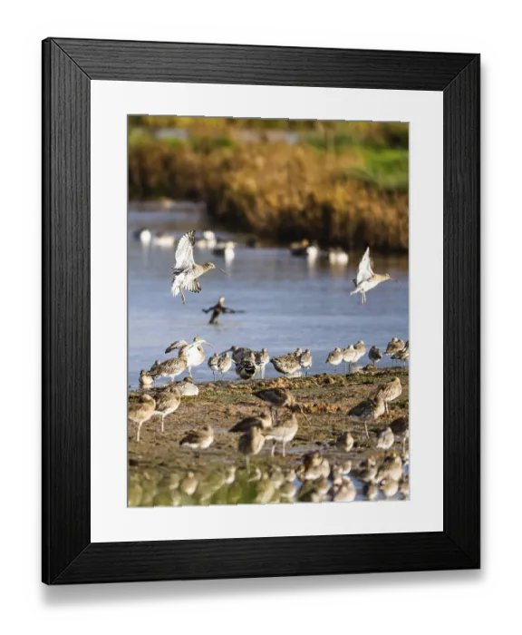 Framed Print : Eurasian Curlew, Numenius arquata