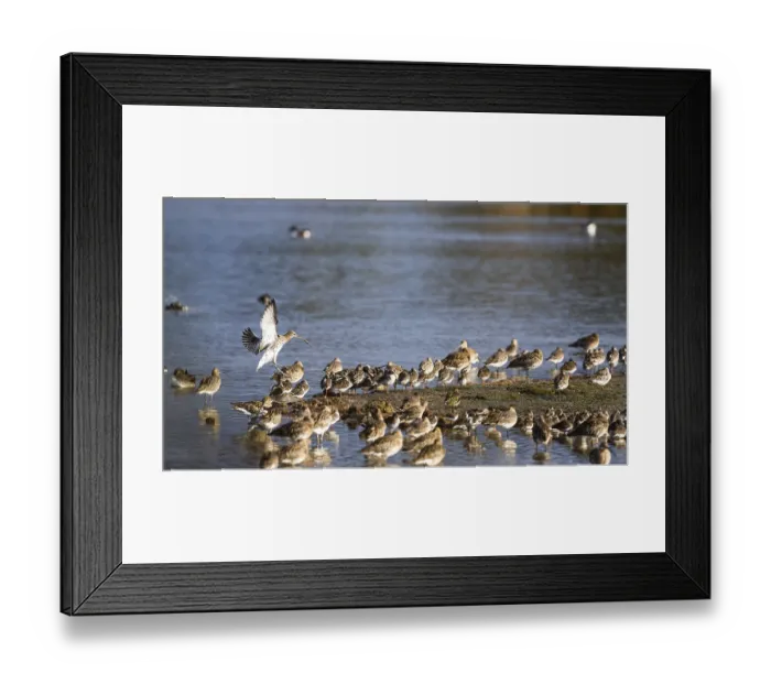 Framed Print : Eurasian Curlew, Numenius arquata Framed Print : Eurasian Curlew, Numenius arquata