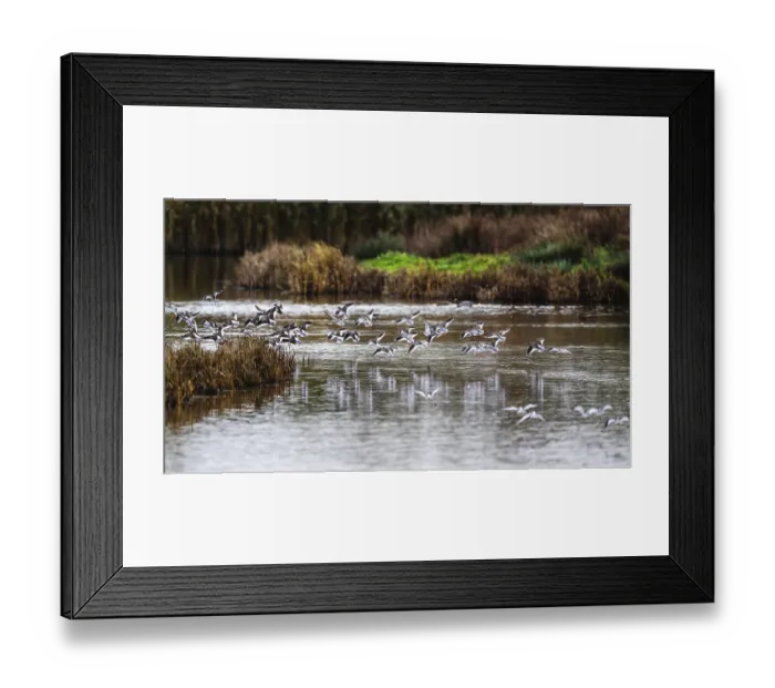 Framed Print : Common Redshank, Tringa totanus