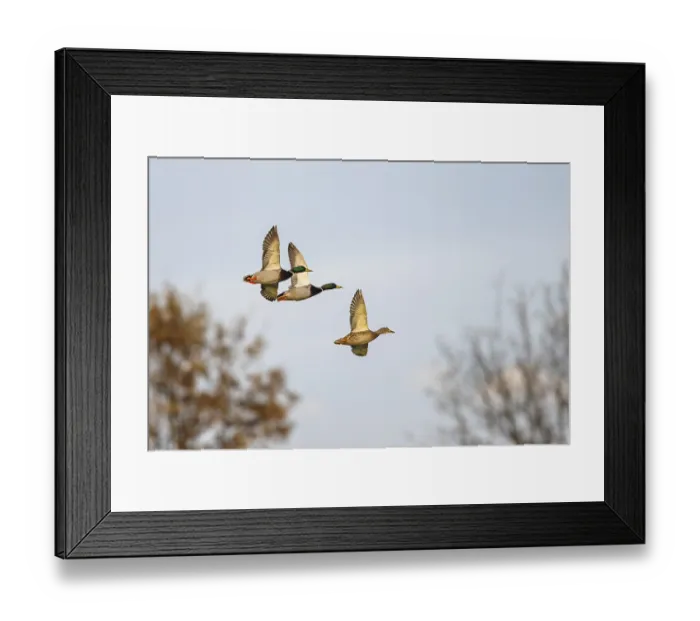 Framed Print : Mallard, Anas platyrhynchos, birds in flight over marshes