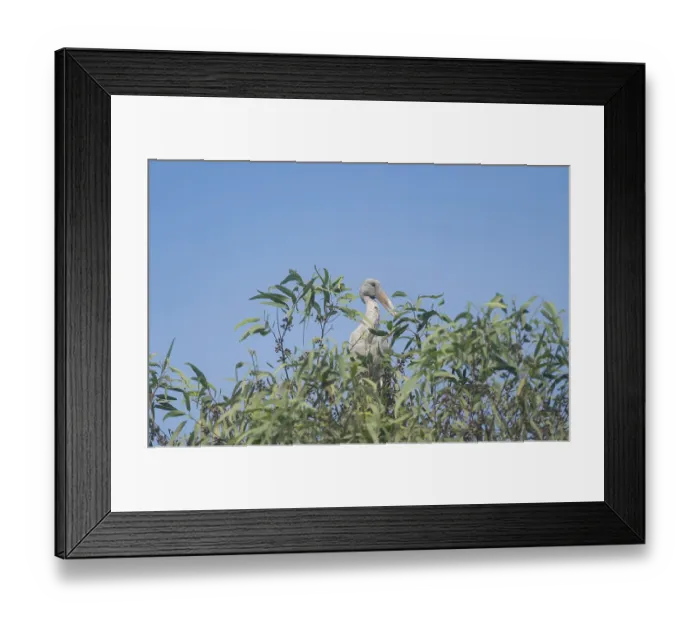 Framed Print : An Asian Openbill stork (Anastomus oscitans) on a tree branch