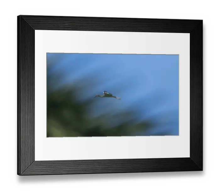 Framed Print : An Asian Openbill stork (Anastomus oscitans) flies in the sky