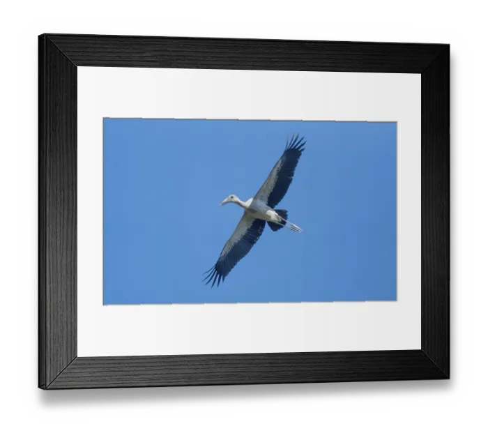 Framed Print : An Asian Openbill stork (Anastomus oscitans) flies in the sky Framed Print : An Asian Openbill stork (Anastomus oscitans) flies in the sky